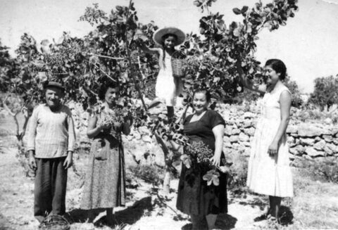 Μάζεμα του φιστικιού